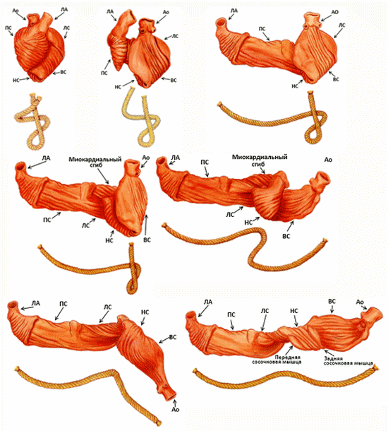 Полоса сердца