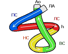 Винтовая модель миокарда