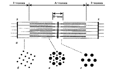 Нити саркомера