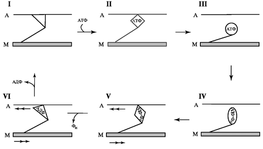 Рабочий цикл мостика